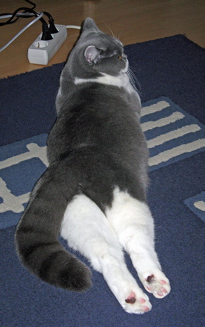 fb体育官网首页-拜仁慕尼黑主场大胜，稳健领跑德甲积分榜，拜仁慕尼黑德甲排名