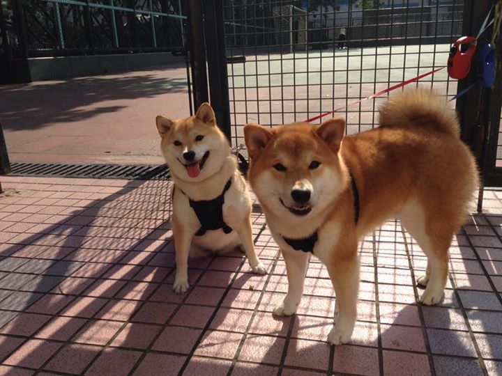 fb体育官网入口-意甲裁判语义学习模型优化争议判罚语境理解的一致性研究，意甲25轮裁判